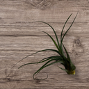 Tillandsia caput-medusae