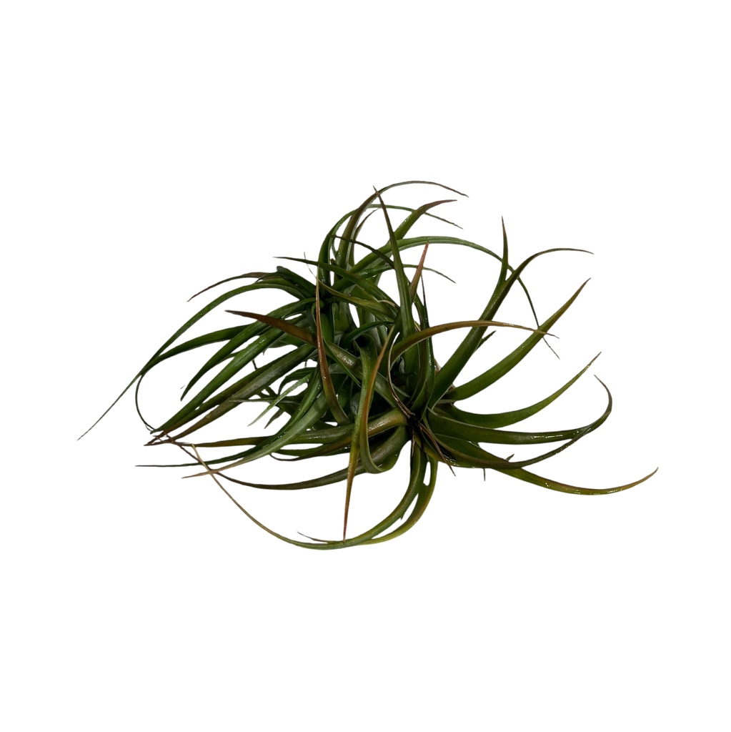 Tillandsia velutina Hybrid RED