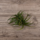 Tillandsia velutina Hybrid RED