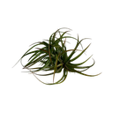 Tillandsia velutina Hybrid RED