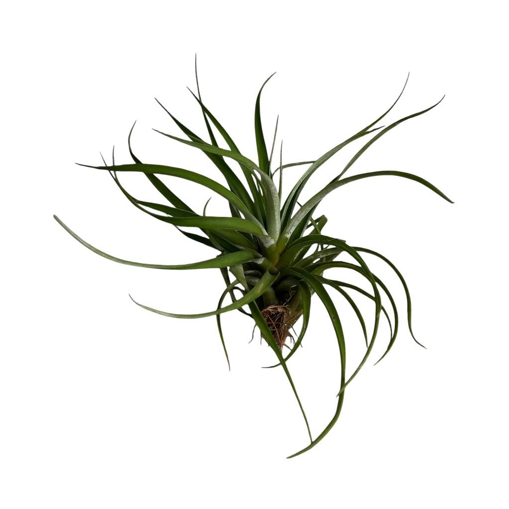 Tillandsia xerographica × bulbosa 
