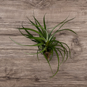 Tillandsia xerographica × bulbosa 