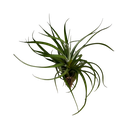 Tillandsia xerographica × bulbosa 