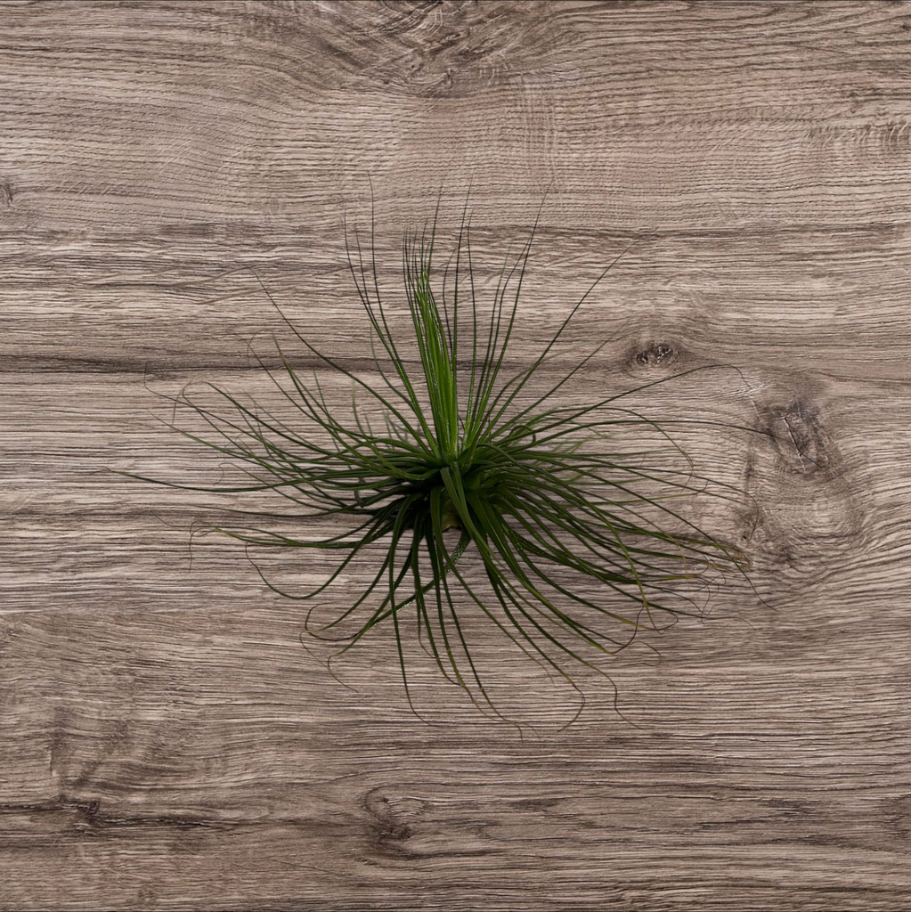 Tillandsia magnusiana 