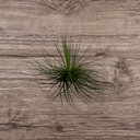 Tillandsia magnusiana 