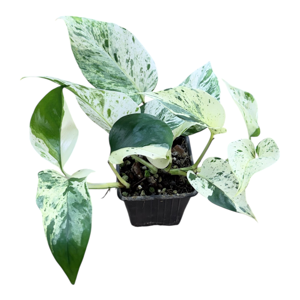 Epipremnum Aureum « Snow Queen »