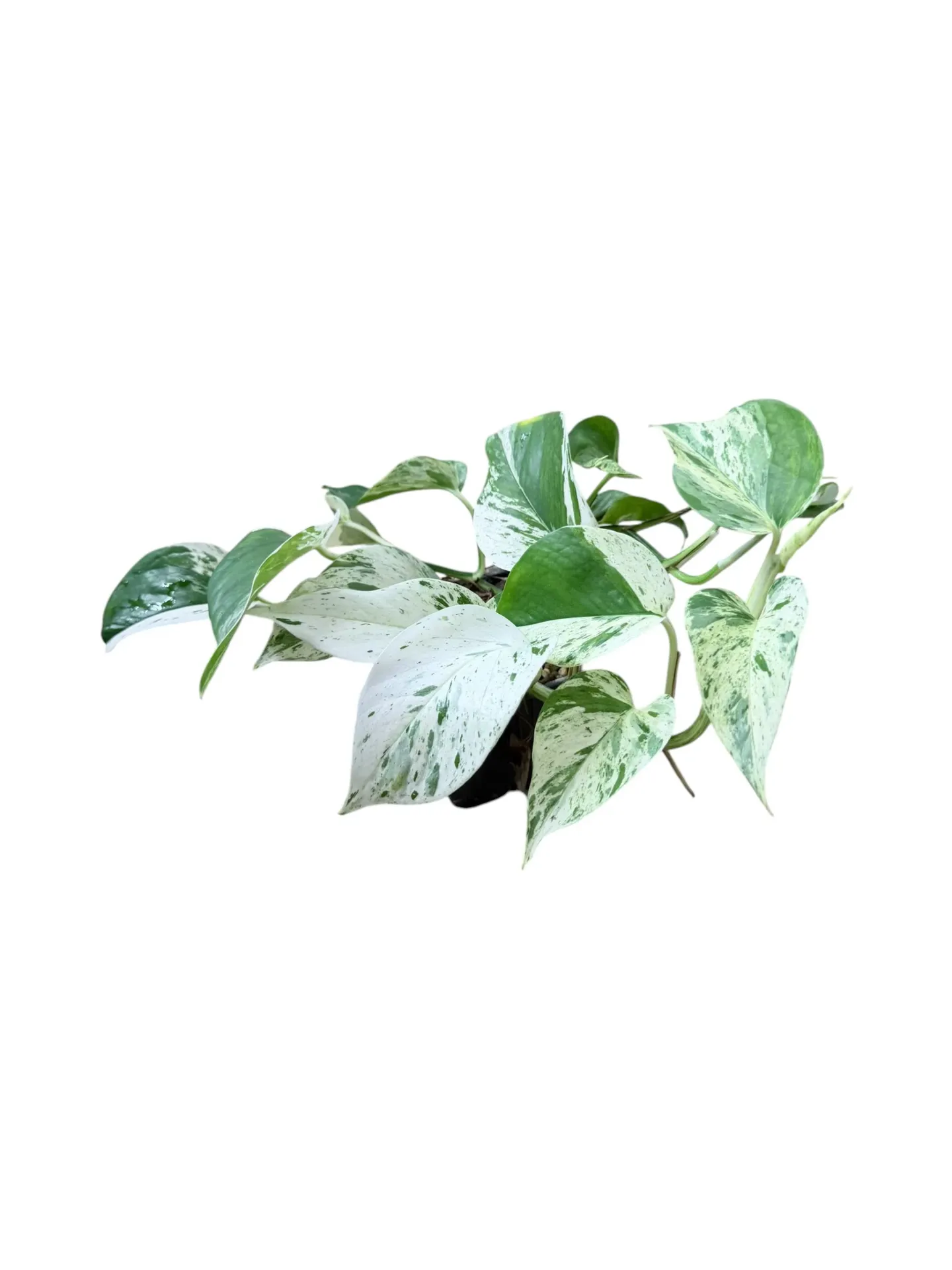 Epipremnum aureum 'Marble Queen' — Pot Ø 10 cm