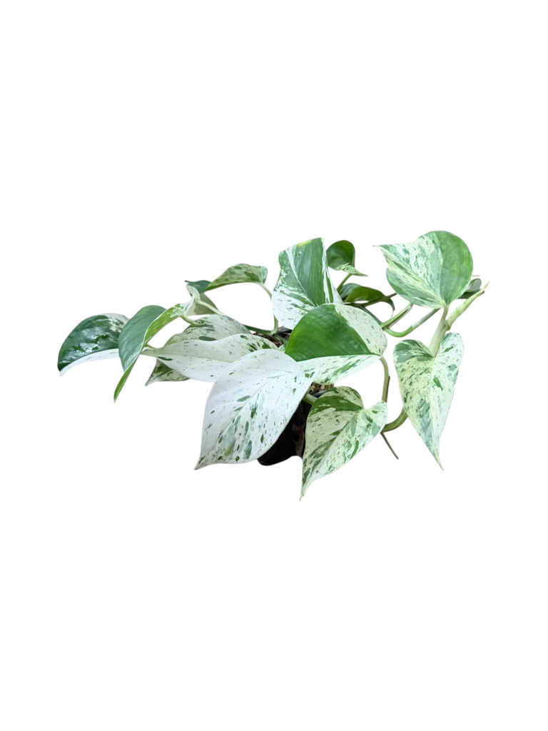 Epipremnum aureum 'Marble Queen' — Pot Ø 10 cm