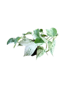 Epipremnum aureum 'Marble Queen' — Pot Ø 10 cm