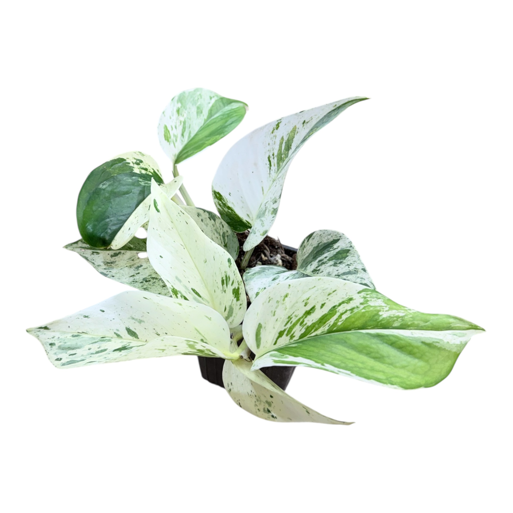 Epipremnum Aureum « Snow Queen »