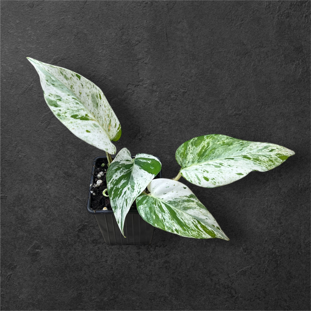 Epipremnum Aureum « Snow Queen »