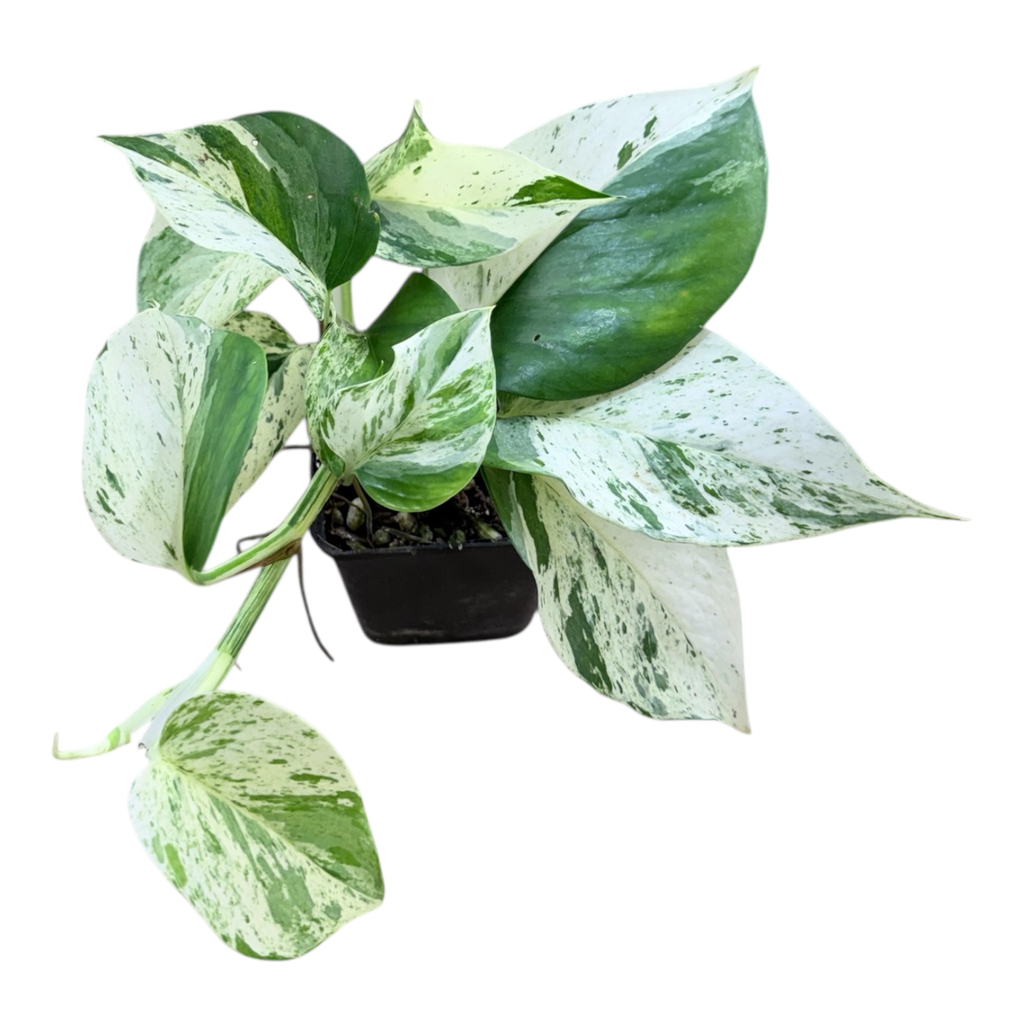 Epipremnum Aureum « Snow Queen »