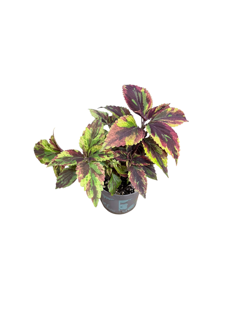 Coleus mosaic