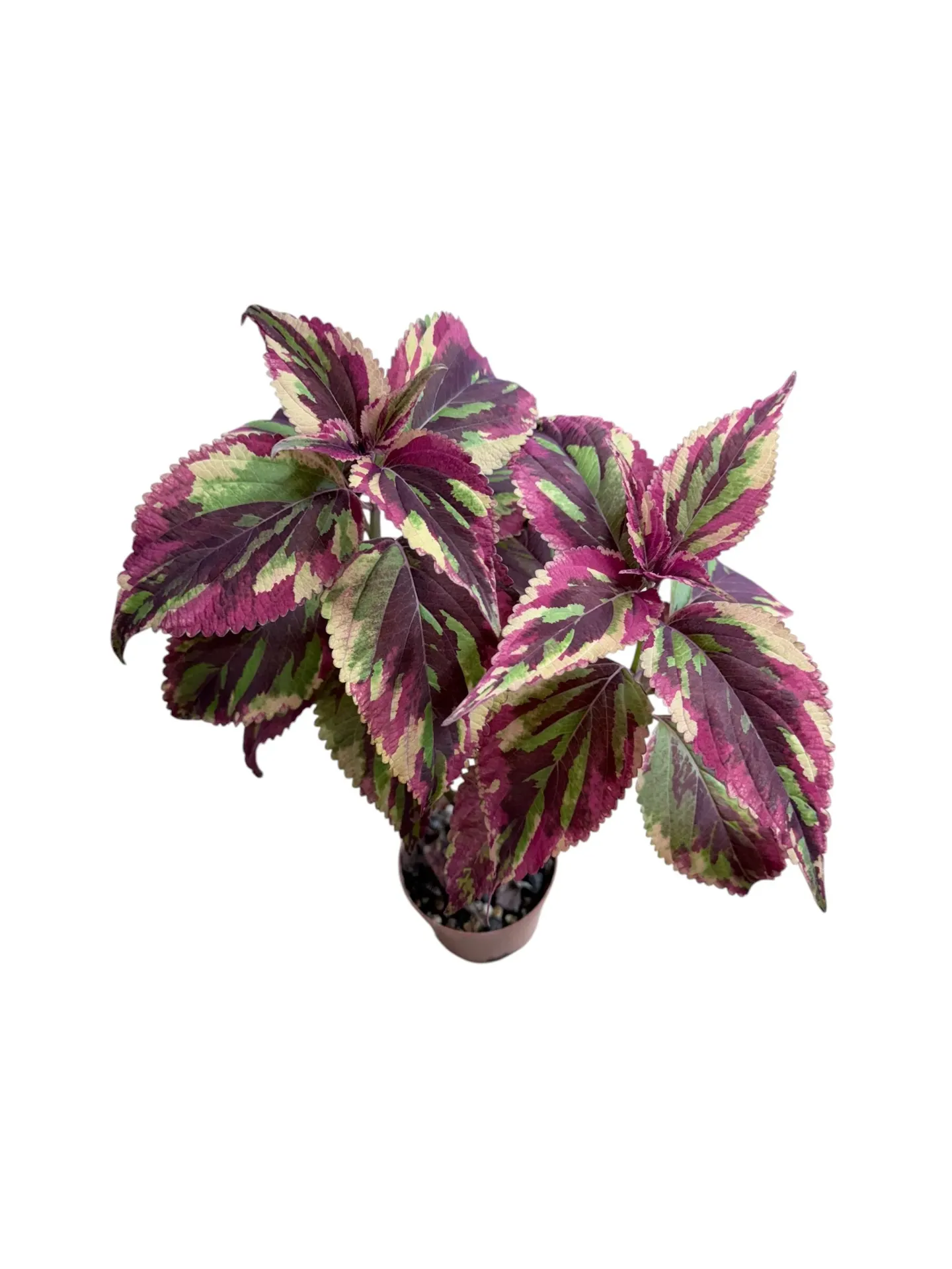 Coleus scutellarioides 'Jamaican Mosaic' — Pot Ø 10 cm