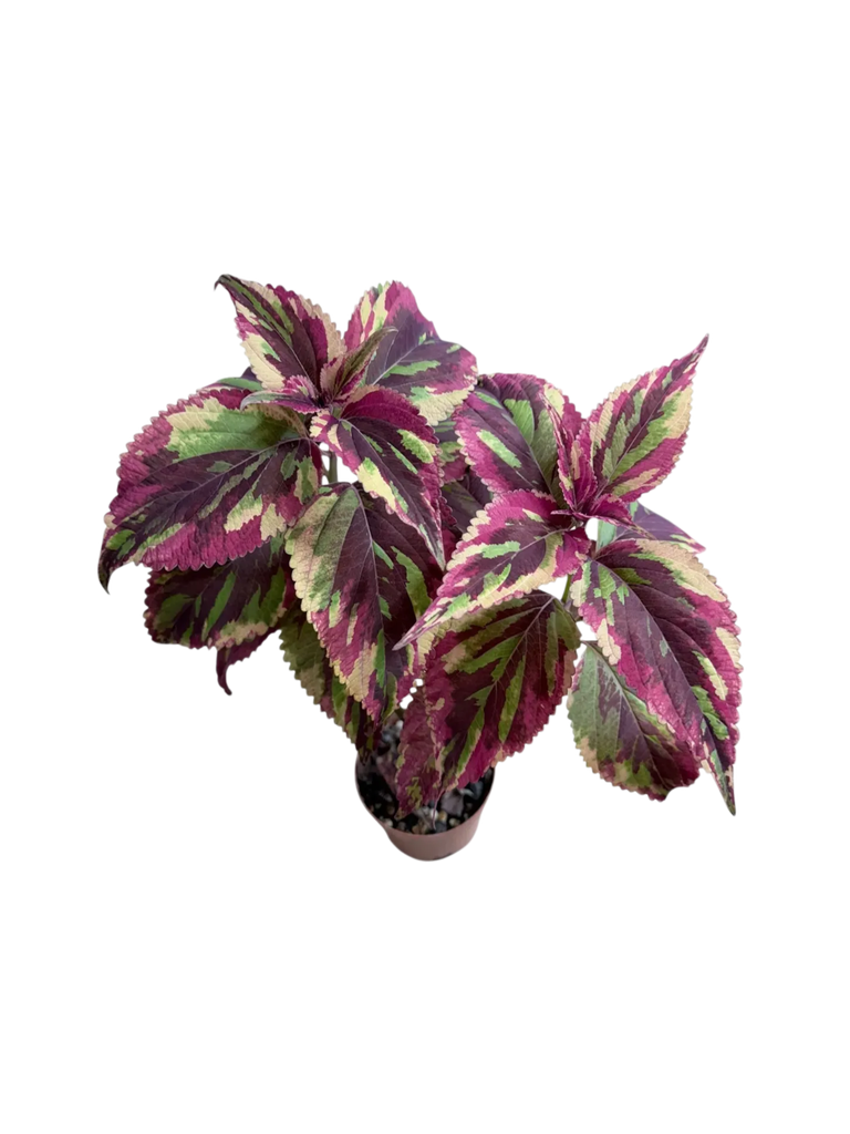 Coleus scutellarioides 'Jamaican Mosaic' — Pot Ø 10 cm