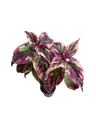 Coleus scutellarioides 'Jamaican Mosaic' — Pot Ø 10 cm