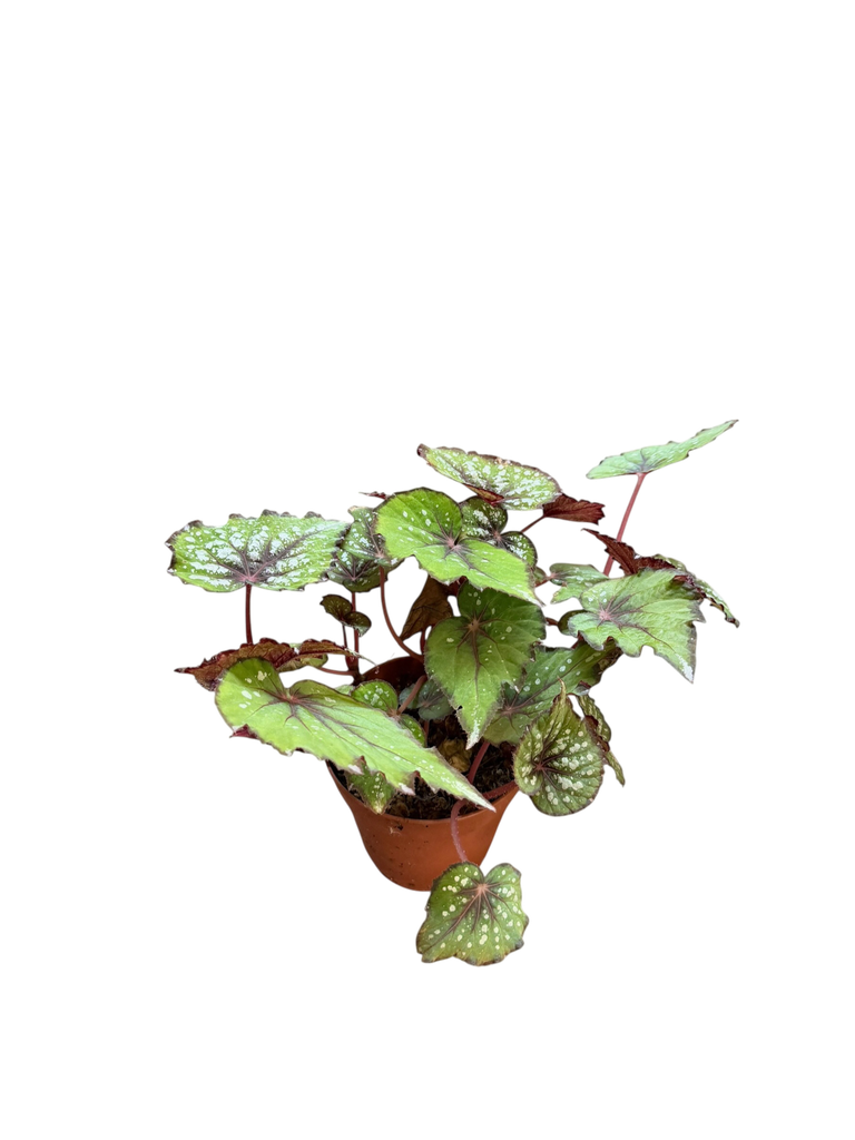Bégonia Rex SP