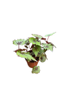 Bégonia Rex SP