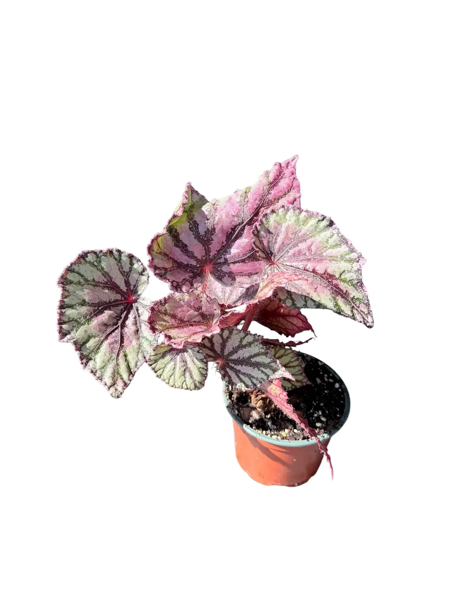 Begonia rex 'Curly Fireflush' — Pot Ø 12 cm