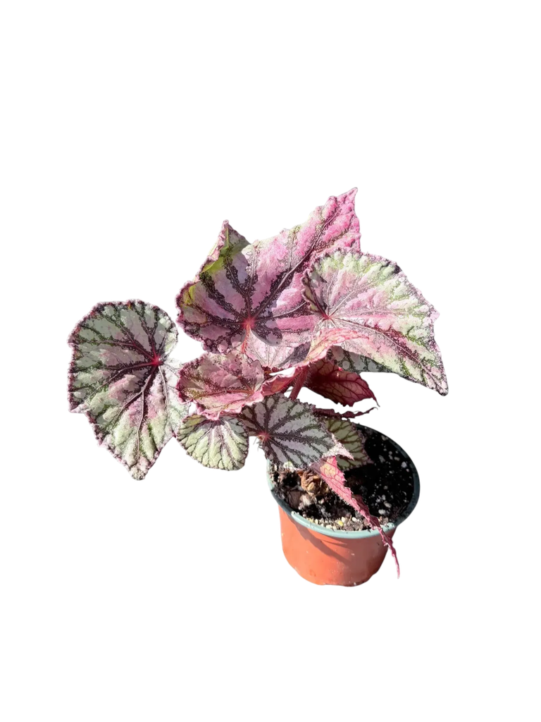 Begonia rex 'Curly Fireflush' — Pot Ø 12 cm