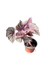 Begonia rex 'Curly Fireflush' — Pot Ø 12 cm
