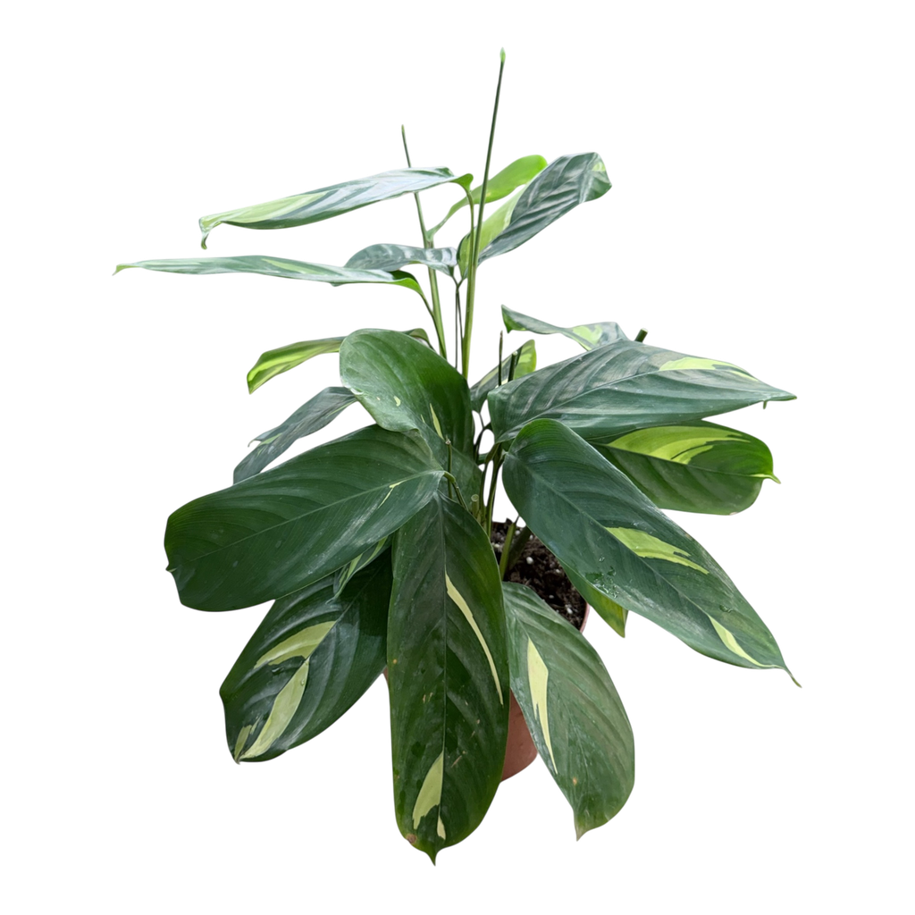 Calathea Golden Mosaic