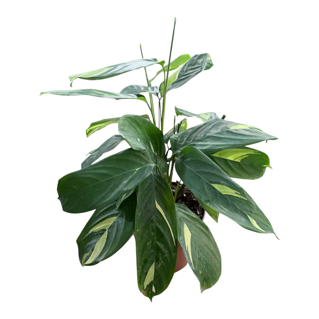 Calathea Golden Mosaic