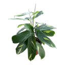 Calathea Golden Mosaic