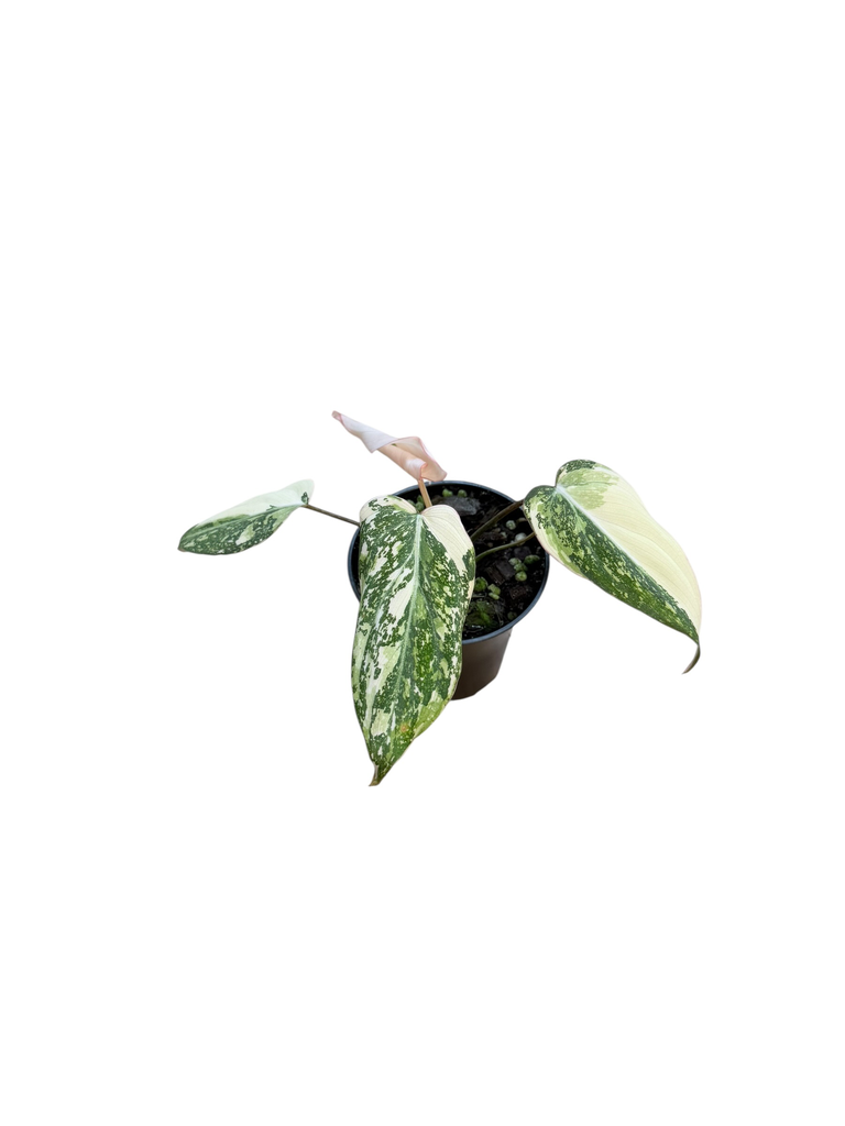 Philodendron Gloriosum  « Tricolor » BABY