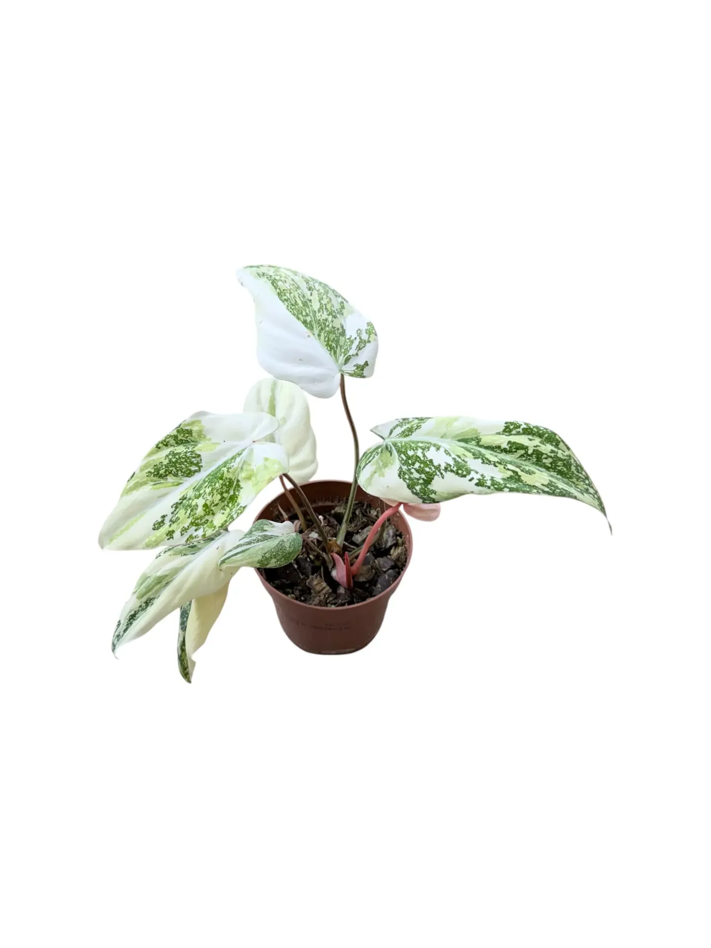 Philodendron gloriosum tricolor — Pot Ø 12 cm