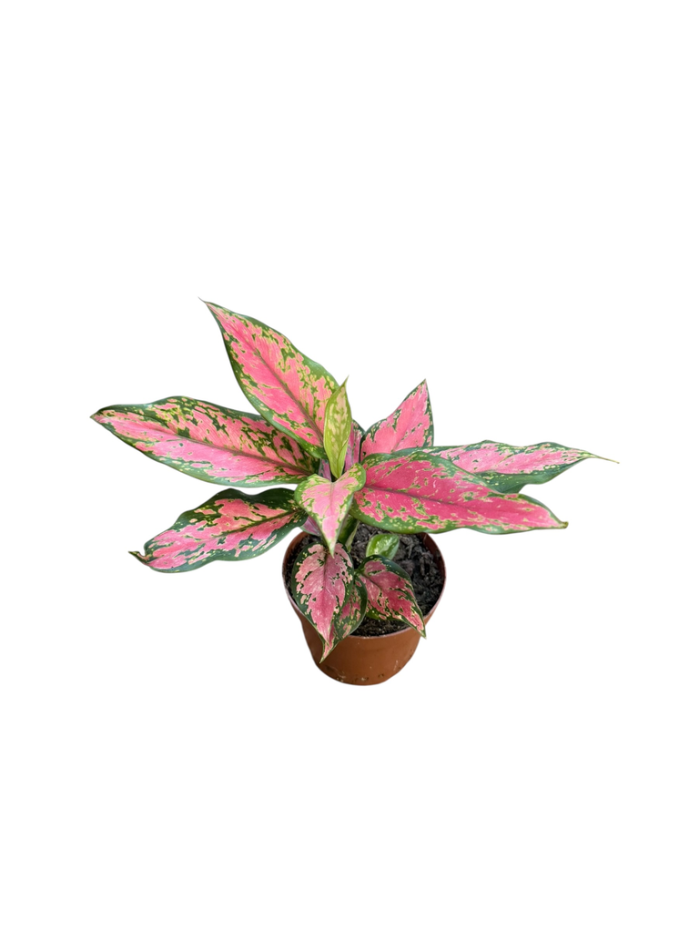 Aglaonema Cherry