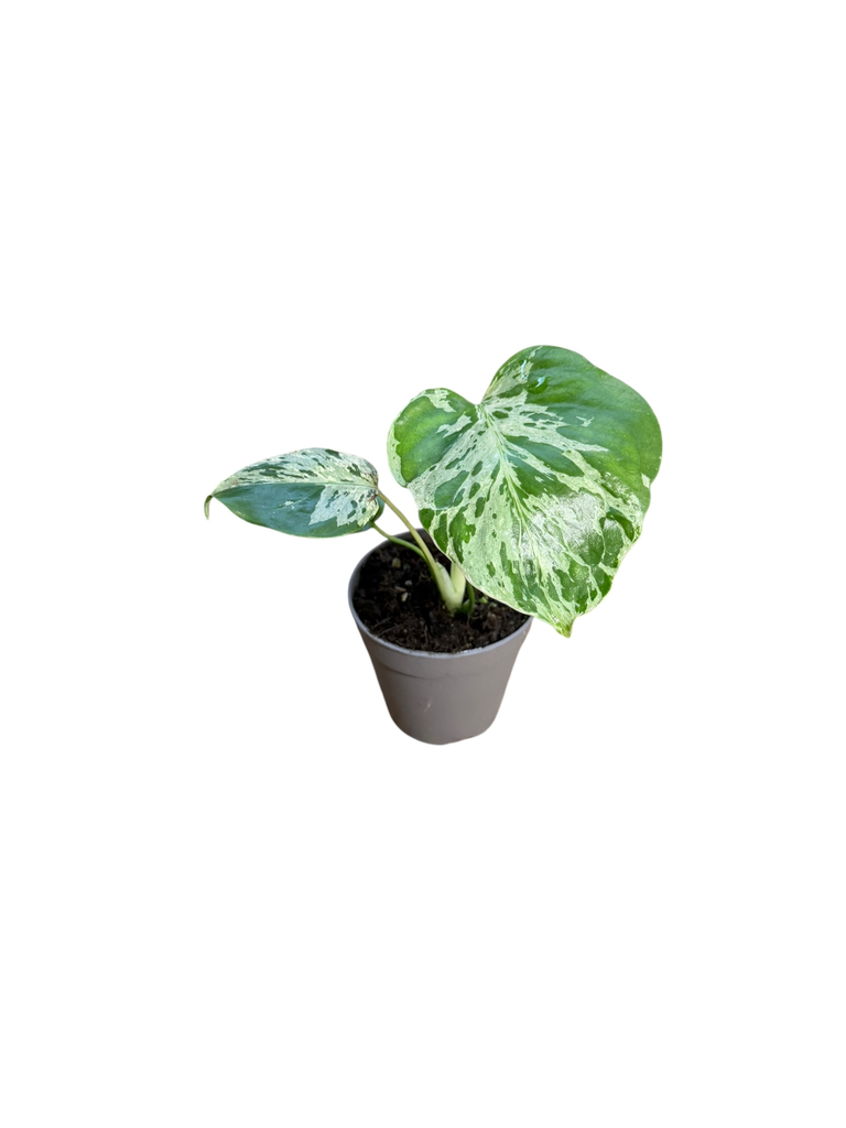 [3] Monstera Deliciosa Bulbasaur