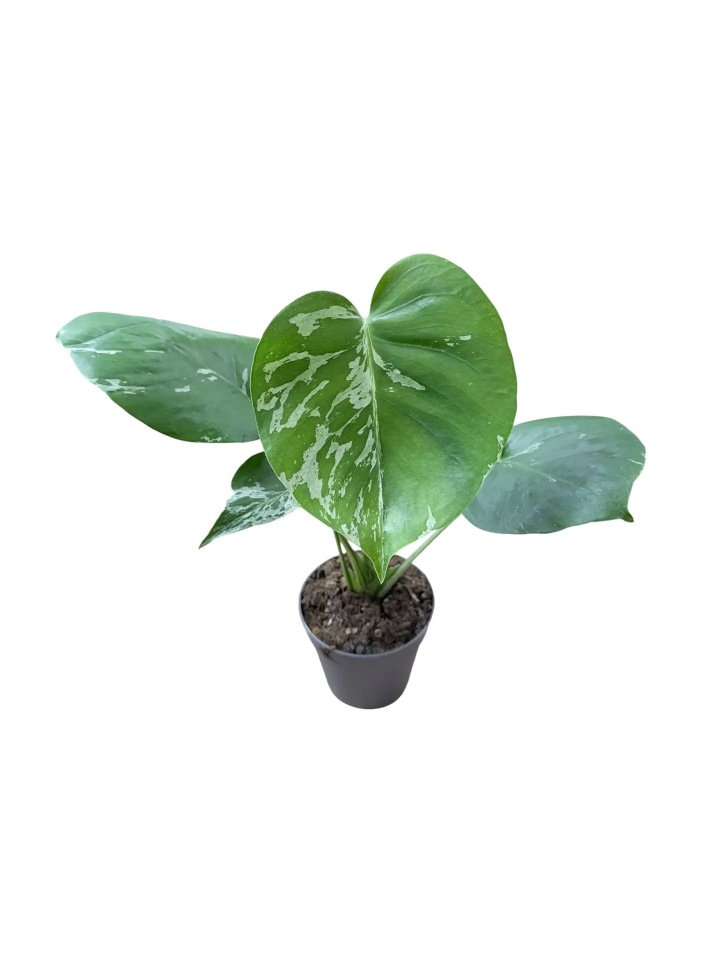 Monstera deliciosa 'Bulbazaur' — Pot Ø 12 cm