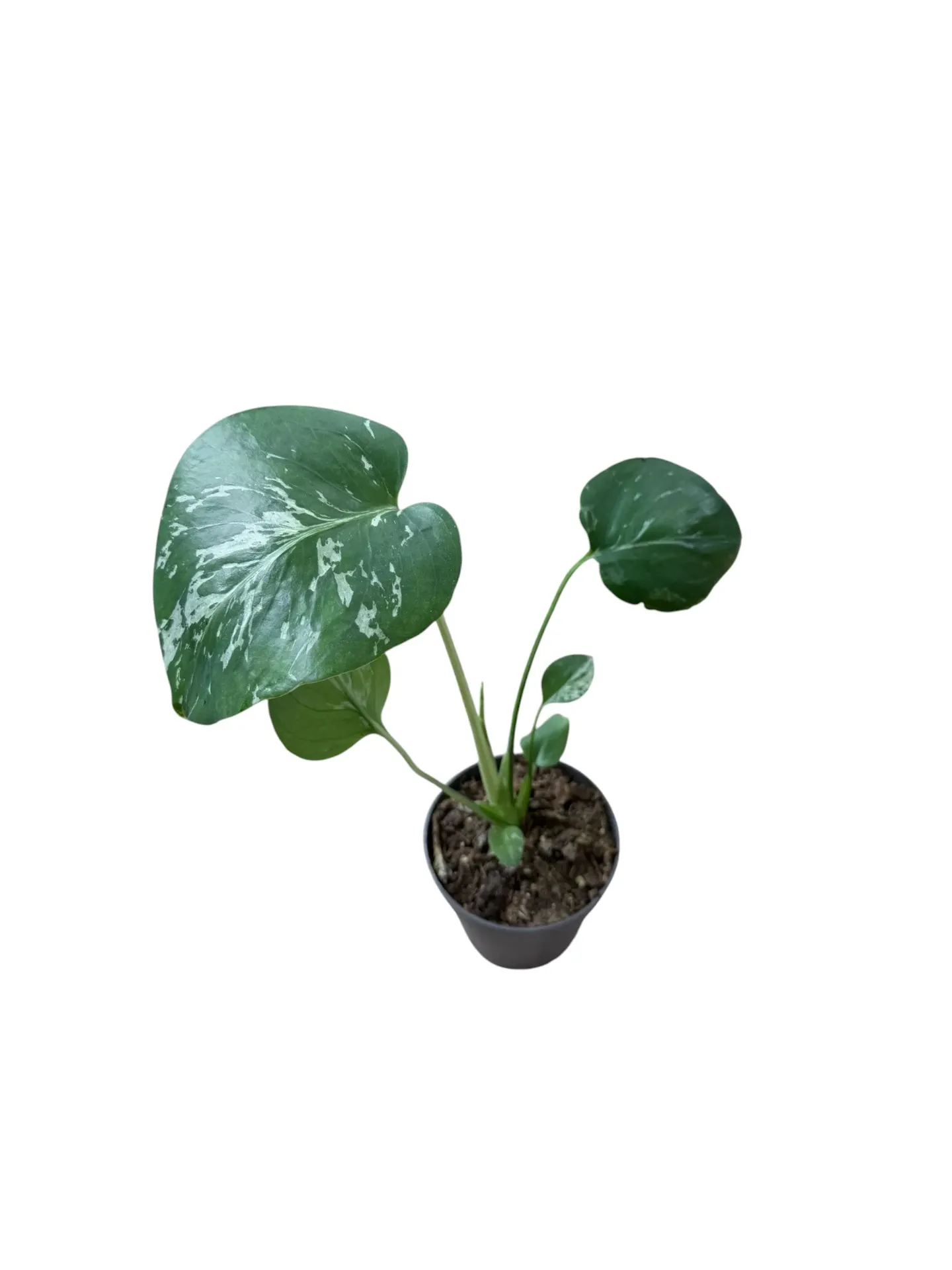 [half gauche] Monstera deliciosa 'Bulbazaur' — Pot Ø 12 cm
