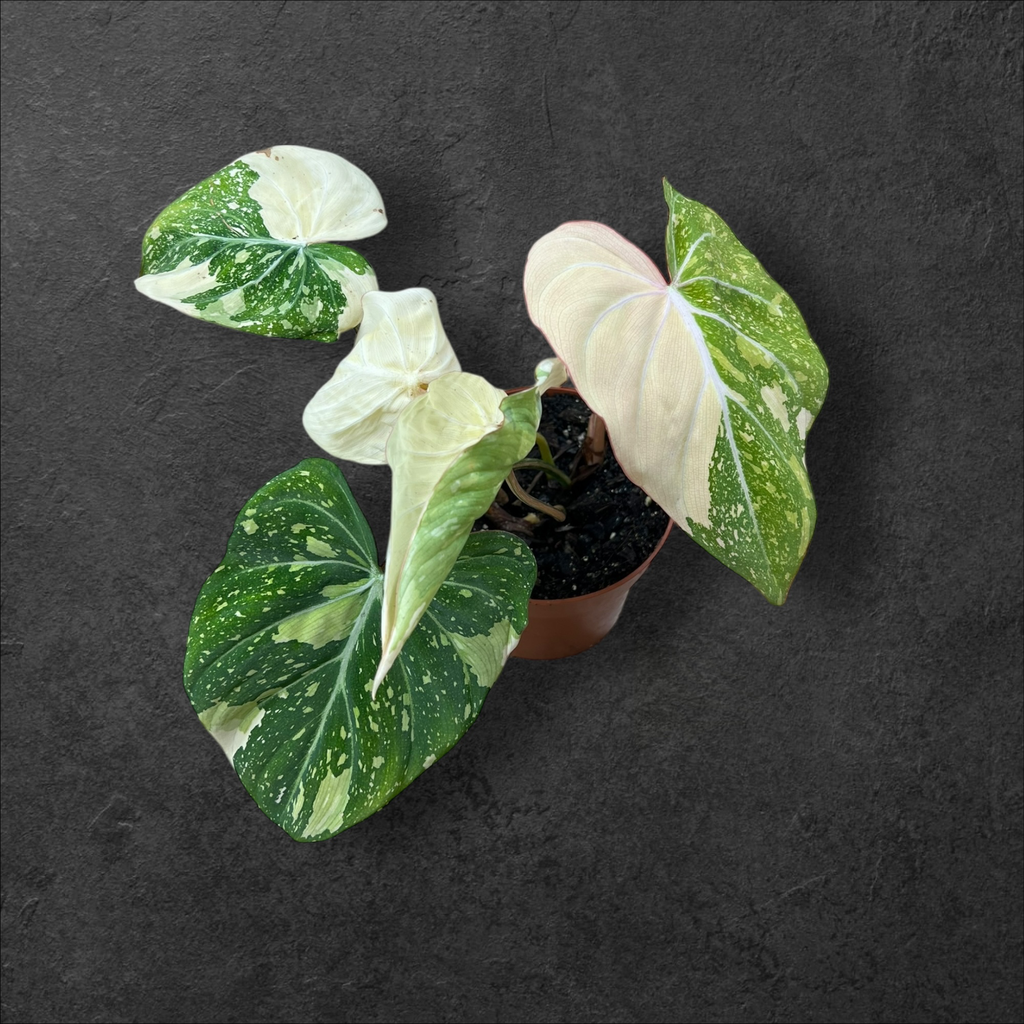 Philodendron Gloriosum  « Tricolor »