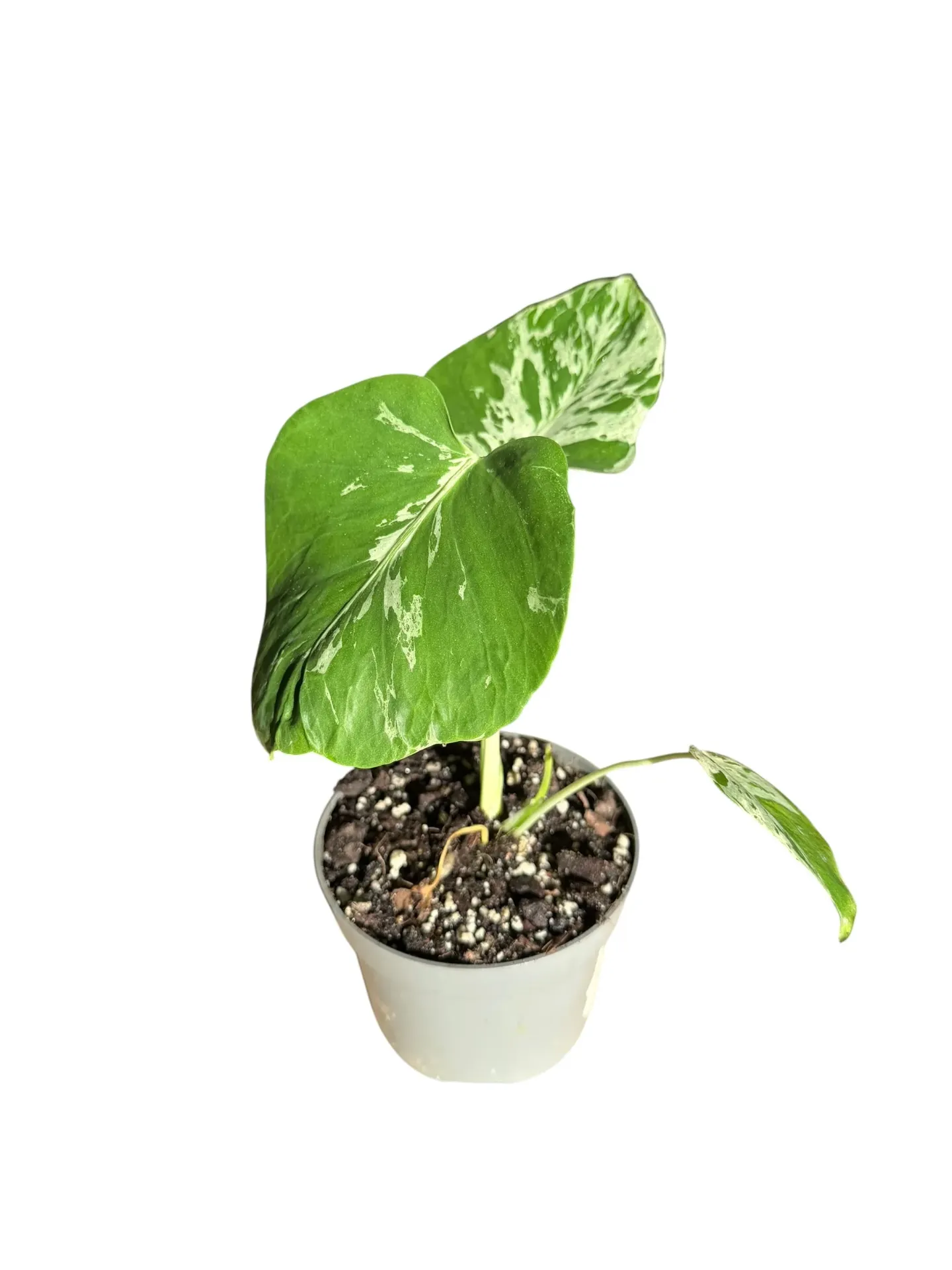 [5] Monstera Deliciosa Bulbasaur
