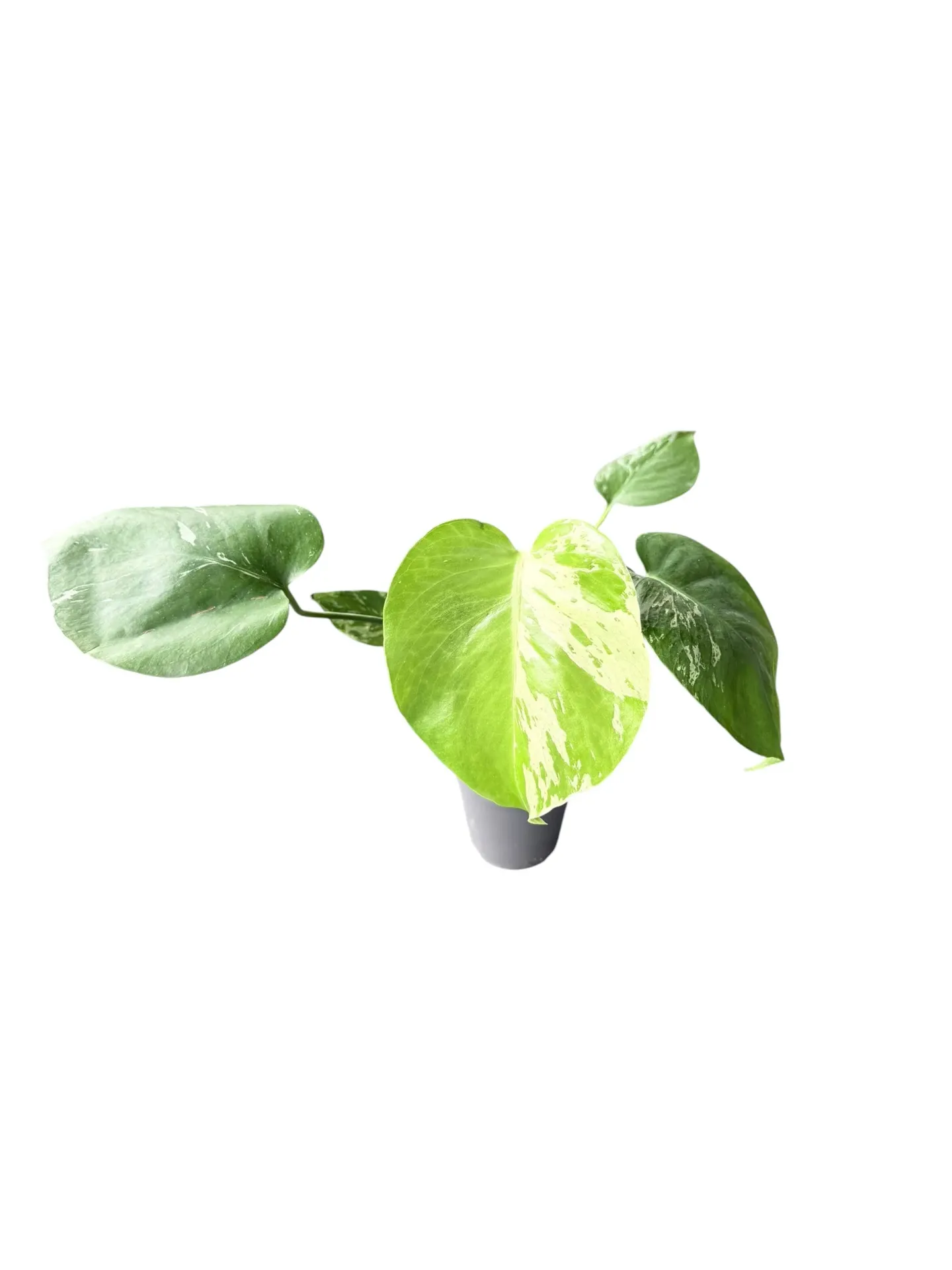 [BOX] Monstera deliciosa 'Bulbazaur' — Pot Ø 12 cm