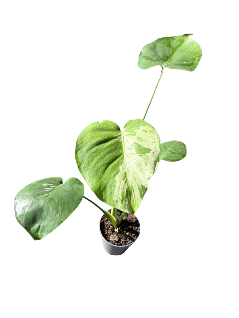 [BOX] Monstera deliciosa 'Bulbazaur' — Pot Ø 12 cm
