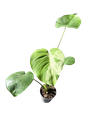 Monstera deliciosa 'Bulbazaur' — Pot Ø 12 cm