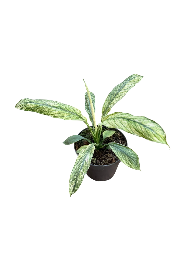 Spathiphyllum « Sensation »