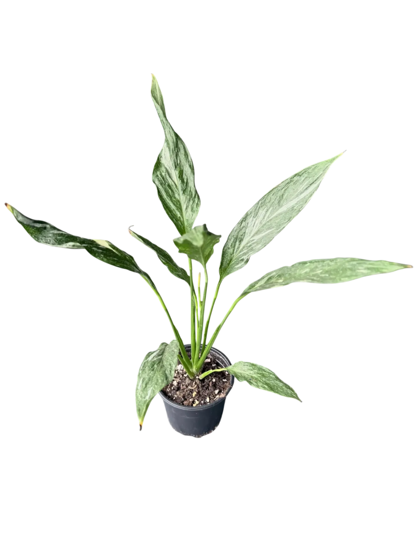 Spathiphyllum 'Diamond' — Pot Ø 10 cm