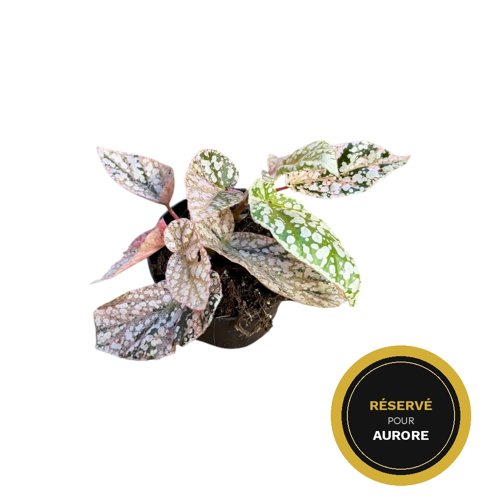 Begonia snow capped Variegata