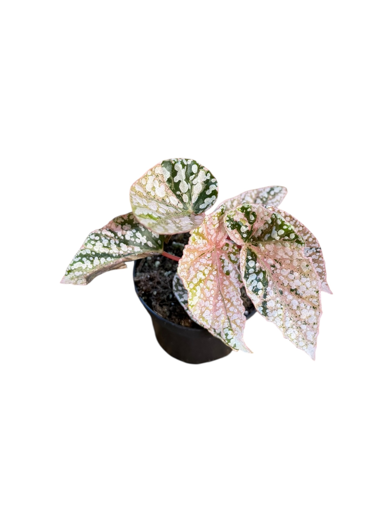 Bégonia Snow capped variegata
