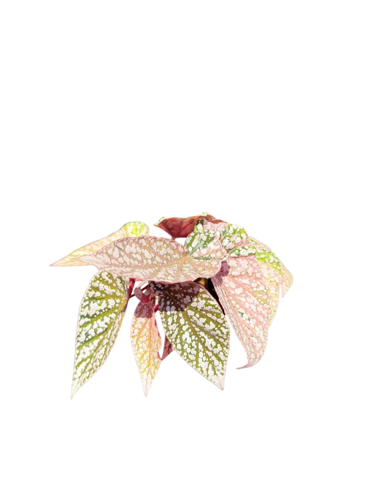 Begonia 'Snow Capped' Variegata — Pot Ø 9 cm