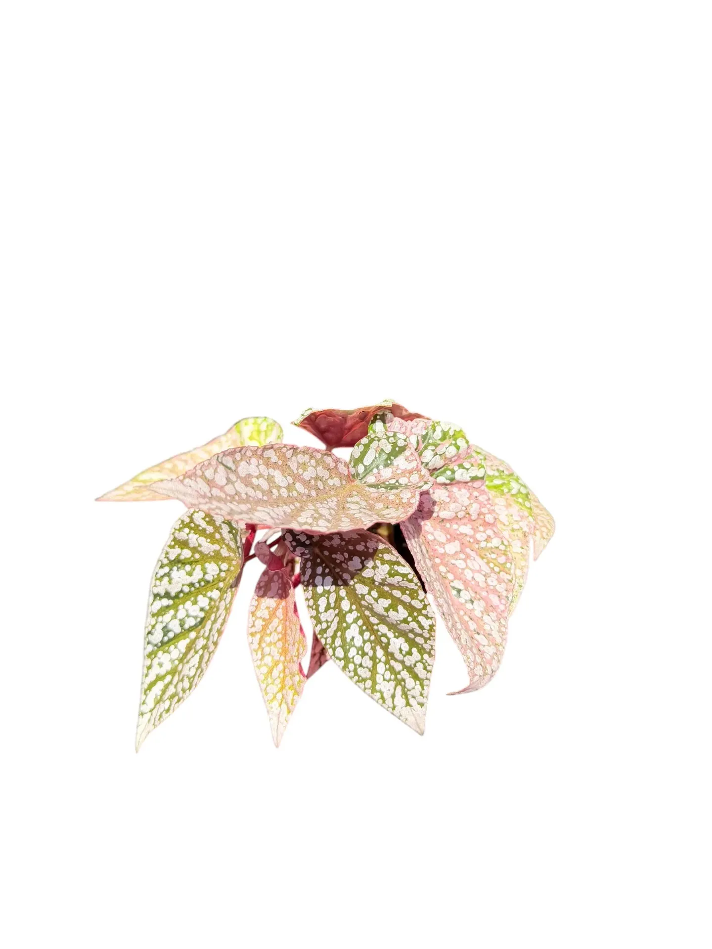 Begonia 'Snow Capped' Variegata — Pot Ø 9 cm