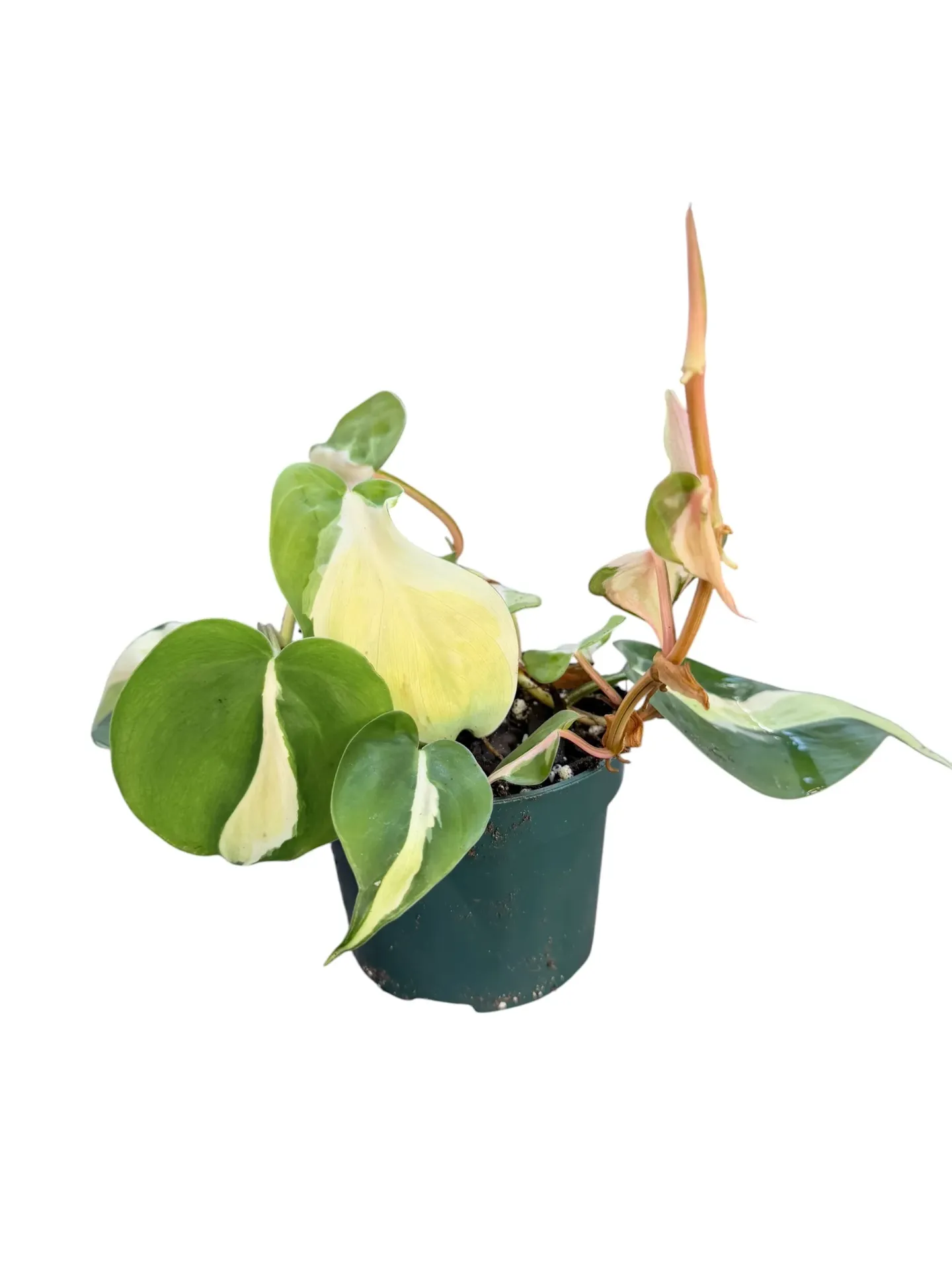 Philodendron scandens « cream splash »