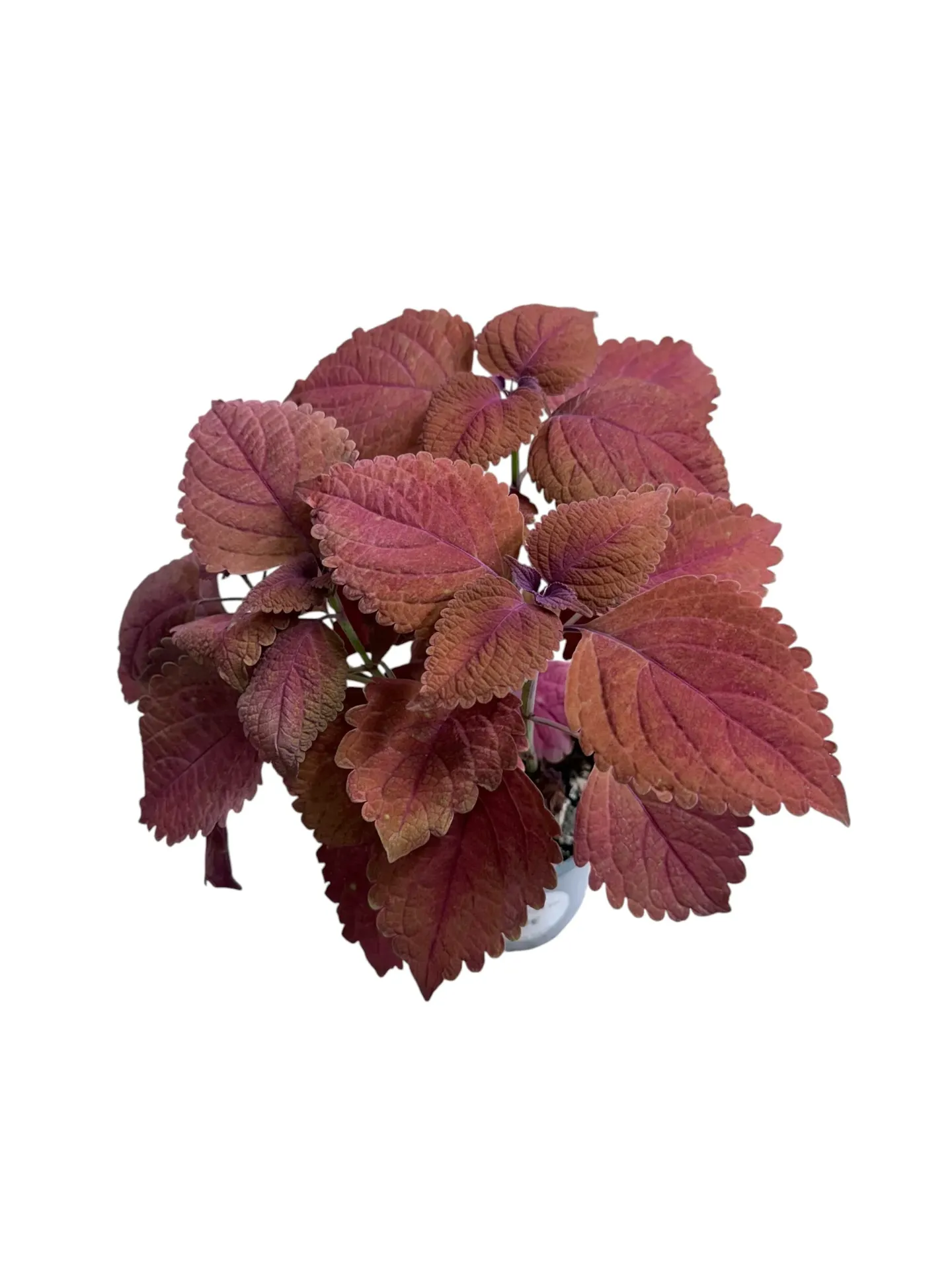 Coleus scutellarioides 'Bordeaux' — Pot Ø 10 cm