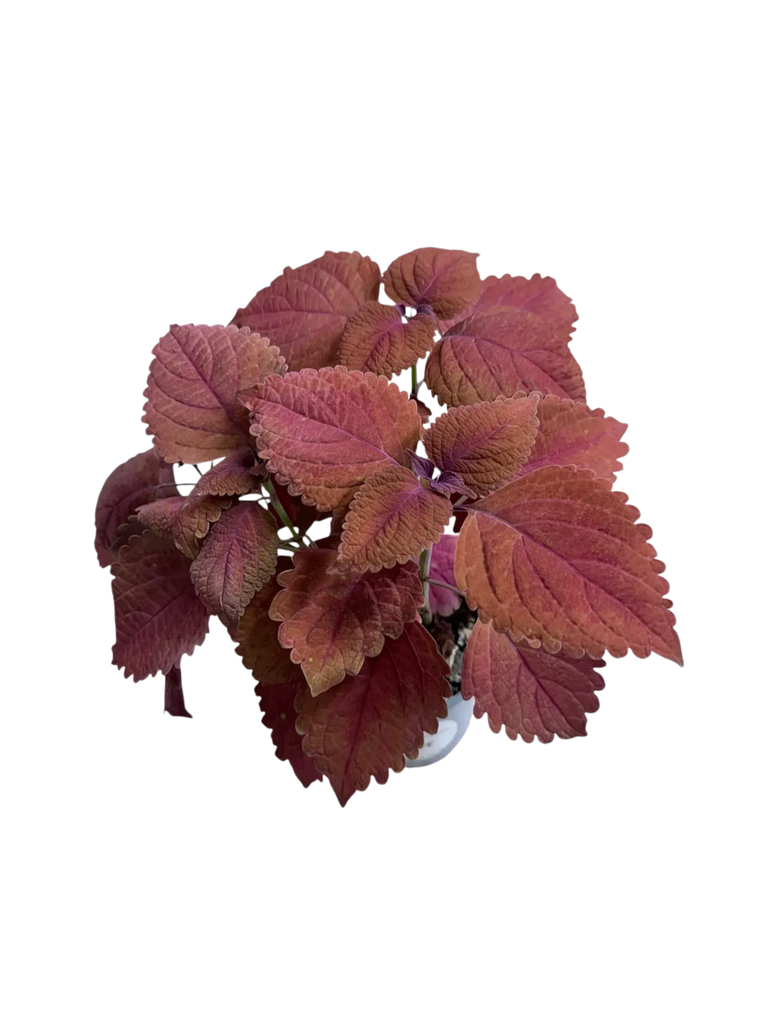 Coleus scutellarioides 'Bordeaux' — Pot Ø 10 cm
