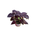 Coleus "Black Purple"