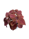 Coleus scutellarioides 'Bordeaux' — Pot Ø 10 cm